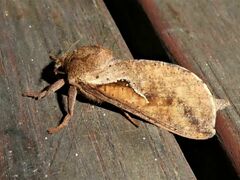 Elhamma australasiae