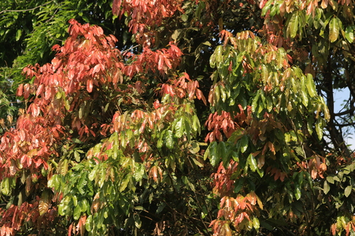 Dimocarpus longan