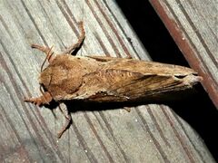 Elhamma australasiae