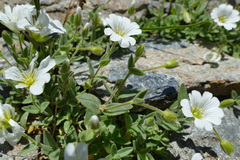 Cerastium latifolium