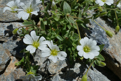 Cerastium latifolium