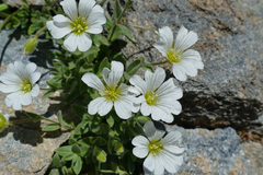 Cerastium latifolium