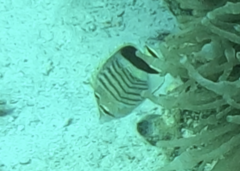 Chaetodon paucifasciatus