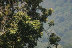 Dysoxylum malabaricum
