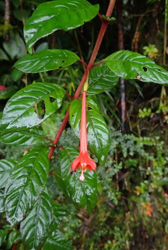 Fuchsia scherffiana