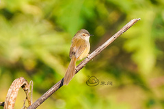 Prinia flaviventris