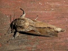 Elhamma australasiae