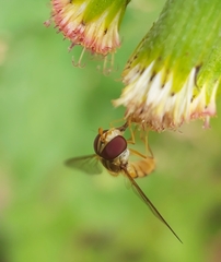Episyrphus viridaureus