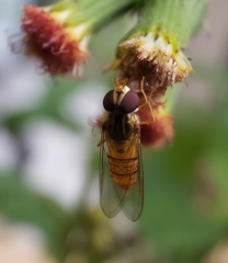Episyrphus viridaureus
