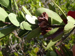 Peripterygia marginata