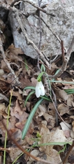 Galanthus reginae-olgae