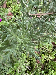 Senecio bathurstianus