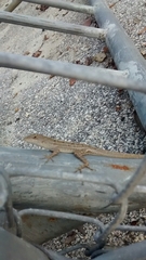 Anolis sagrei