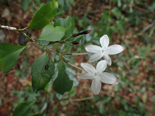 Pseuderanthemum repandum observed 2022-11-19