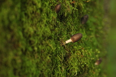 Mycena polygramma