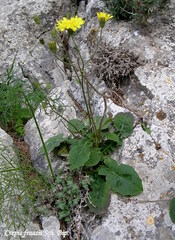Crepis fraasii