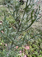 Senecio bathurstianus