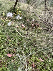 Senecio bathurstianus