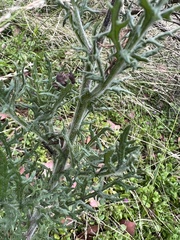 Senecio bathurstianus