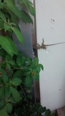 Anolis