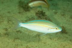 Pentapodus paradiseus