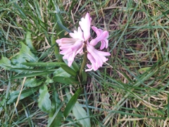 Hyacinthus orientalis