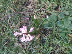 Hyacinthus orientalis