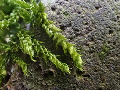 Brachythecium rutabulum