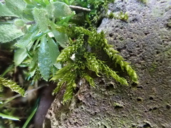 Brachythecium rutabulum