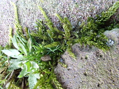 Brachythecium rutabulum