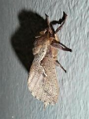 Elhamma australasiae