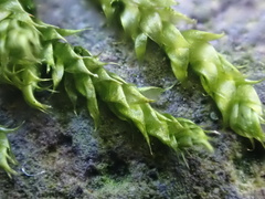 Brachythecium rutabulum