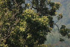 Dysoxylum malabaricum