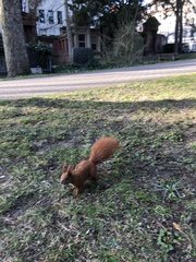 Sciurus vulgaris