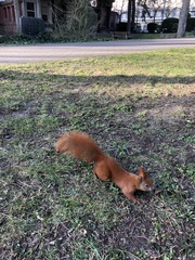 Sciurus vulgaris