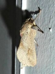 Elhamma australasiae