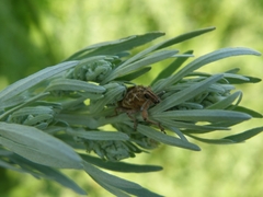 Cyphocleonus dealbatus