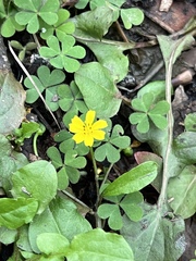 Lapsanastrum apogonoides