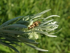 Cyphocleonus dealbatus