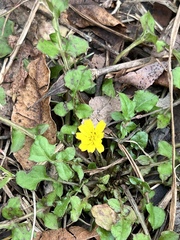 Lapsanastrum apogonoides