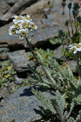 Achillea nana