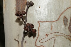 Eucalyptus racemosa