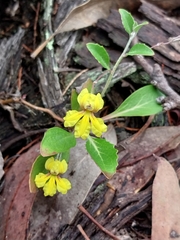 Goodenia hederacea