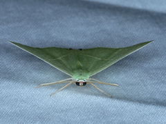 Urolitha bipunctifera