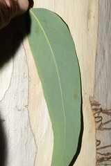 Eucalyptus racemosa