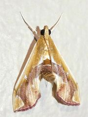 Agathodes ostentalis