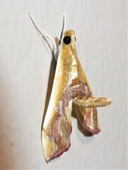 Agathodes ostentalis