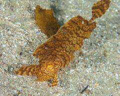 Cristiceps aurantiacus