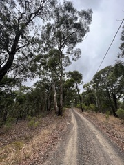 Eucalyptus leucoxylon connata