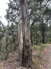 Eucalyptus leucoxylon connata